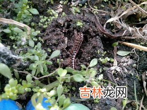 蜈蚣怕什么气味什么能驱赶蜈蚣,蜈蚣怕什么气味什么能驱赶蜈蚣?