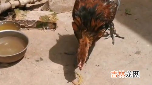 蜈蚣怕什么气味什么能驱赶蜈蚣,蜈蚣怕什么气味什么能驱赶蜈蚣?
