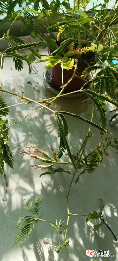 观察含羞草一天的变化,含羞草生长观察日记