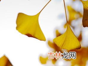 银杏树叶子像什么,银杏树的叶子像什么怎么填空?