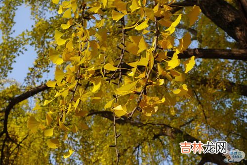 银杏树叶子像什么,银杏树的叶子像什么怎么填空?
