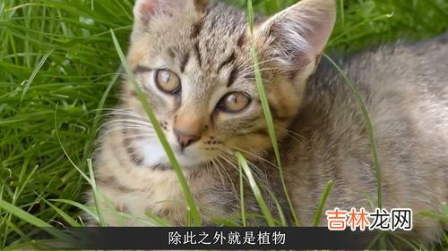 食蚁兽的天敌是什么,子弹蚁的天敌是什么?