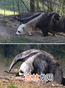 食蚁兽的天敌是什么,子弹蚁的天敌是什么?