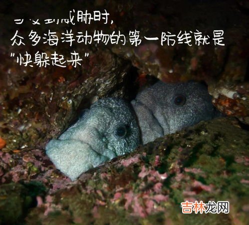 狼鳗鱼为什么不能捉,钓鳗鱼技巧