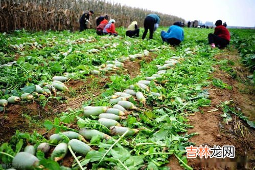 萝卜生长温度是多少,胡萝卜生长温度