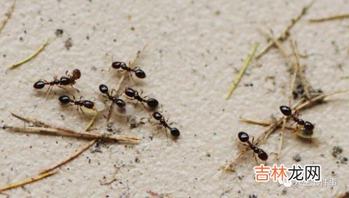 家住一楼有蚂蚁怎么办,楼房有蚂蚁怎么根除 楼房有蚂蚁根除方法