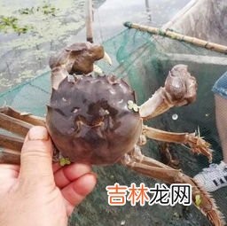 螃蟹公母怎么区分,哪个好吃,大闸蟹公蟹和母蟹的区别 大闸蟹公的还是母的好吃