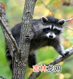 果子狸和麝香猫的区别,最贵的一杯咖啡可以卖多少钱一杯啊?