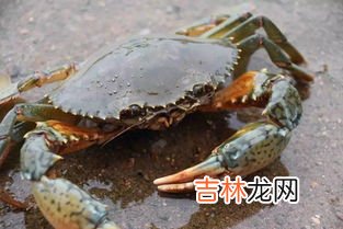 螃蟹养殖需要什么条件,养蟹需要什么条件