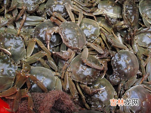 螃蟹养殖需要什么条件,养蟹需要什么条件