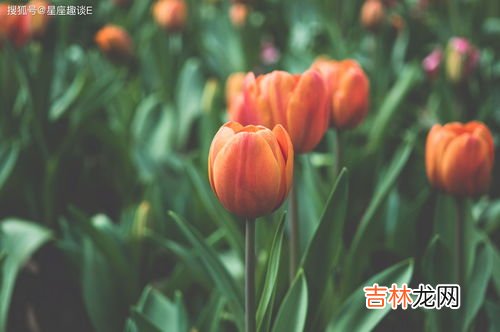 郁金香象征着什么,郁金香寓意和象征意义是什么？