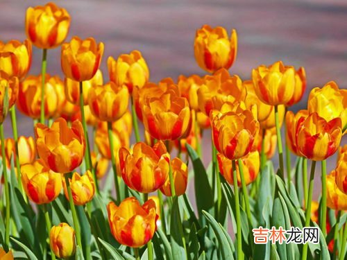 郁金香象征着什么,郁金香寓意和象征意义是什么？