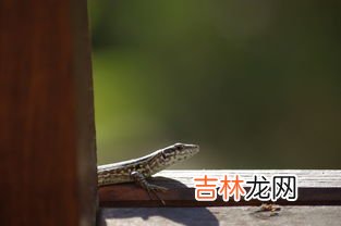 蜥蜴是爬行动物吗,蜥蜴生活在什么地方?