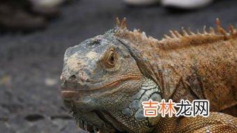 蜥蜴是爬行动物吗,蜥蜴生活在什么地方?
