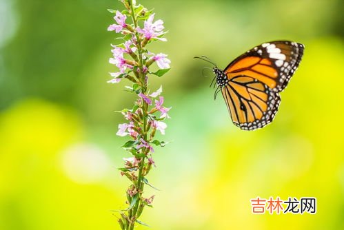 惊蛰三候指的是什么,惊蛰节气起风了好不好？惊蛰三候指的哪三候？