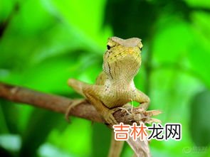 蜥蜴是胎生还是卵生,蜥蜴是胎生还是卵生?