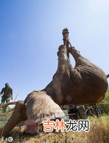 一头大象多少吨,一头大象多少吨