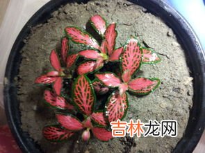 喜阴的蔬菜,喜阴不需要阳光的蔬菜有哪些?