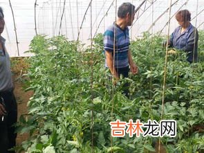 喜阴的蔬菜,喜阴不需要阳光的蔬菜有哪些?