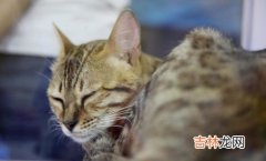 猫的祖先是谁,猫的祖先是什么动物?