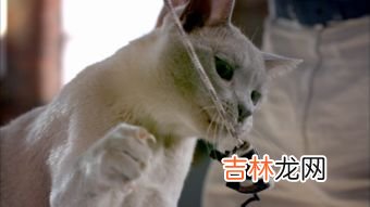 猫的祖先是谁,猫的祖先是什么动物?