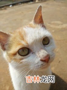 猫的祖先是谁,猫的祖先是什么动物?