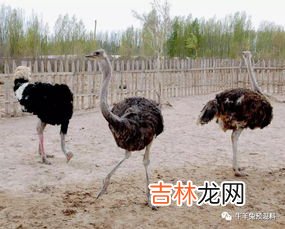 鸵鸟喜欢吃什么食物,鸵鸟喜欢吃什么