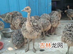 鸵鸟喜欢吃什么食物,鸵鸟喜欢吃什么