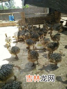 鸵鸟喜欢吃什么食物,鸵鸟喜欢吃什么