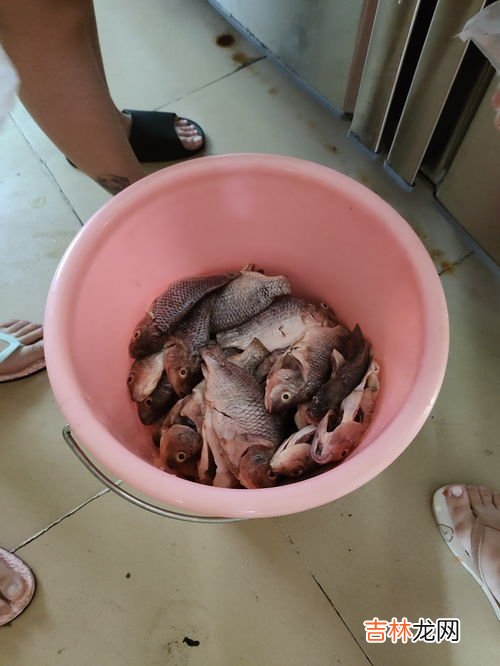 非洲鲫鱼为什么都不吃,为什么不建议吃罗非鱼