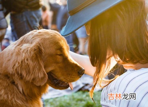 狗的dna和人的dna差多少,狗的dna和人的dna差多少？