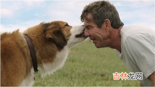 狗的dna和人的dna差多少,狗的dna和人的dna差多少？