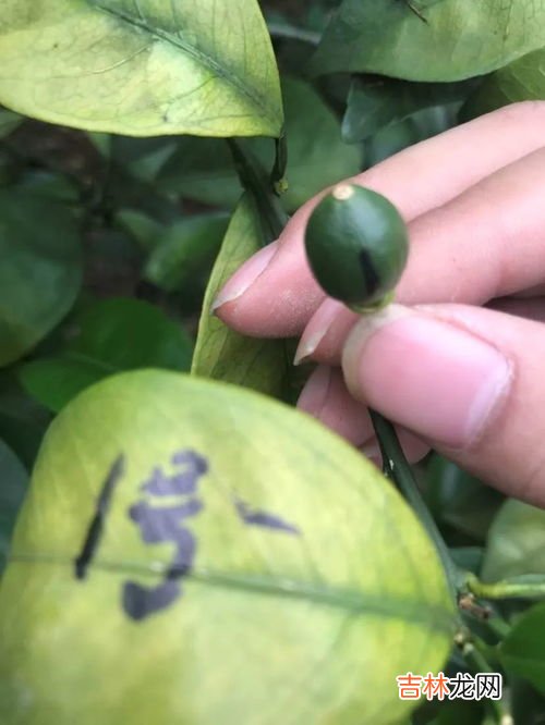 噻虫高氯氟治什么虫,噻虫高氯氟能打四季豆吗？
