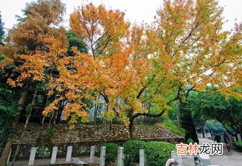 银杏水杉为什么是活化石,银杏树和水杉树为什么是活化石