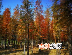 银杏水杉为什么是活化石,银杏树和水杉树为什么是活化石