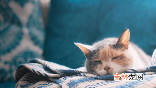 猫咪洗澡温度多少,适合猫咪洗澡的水温是多少？