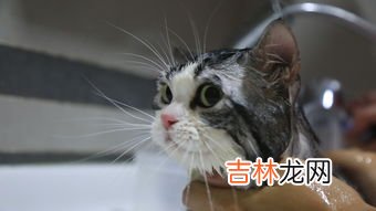 猫咪洗澡温度多少,适合猫咪洗澡的水温是多少？