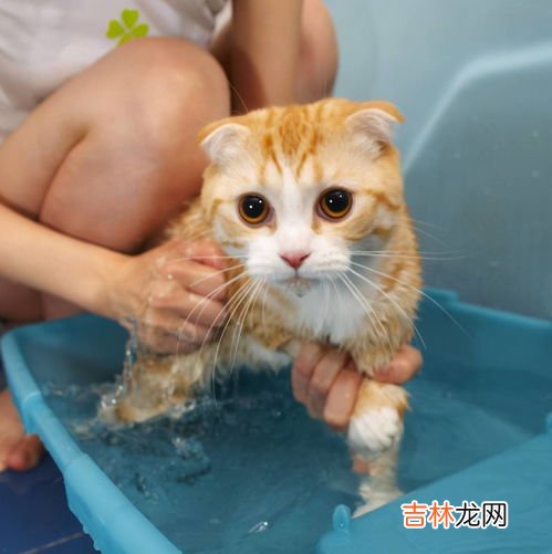 猫咪洗澡温度多少,适合猫咪洗澡的水温是多少？