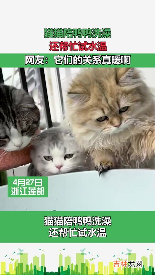 猫咪洗澡温度多少,适合猫咪洗澡的水温是多少？