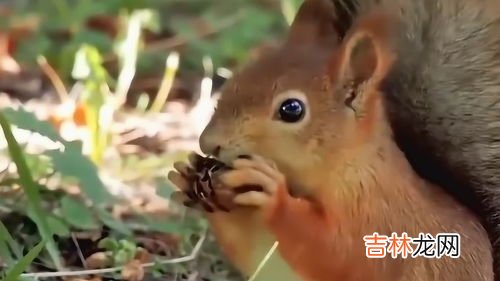 松鼠爱吃什么食物有哪些,松鼠吃什么食物