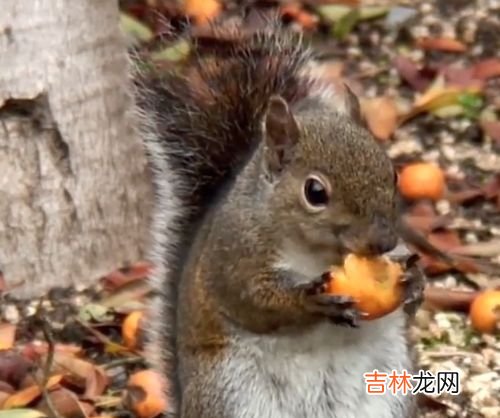 松鼠爱吃什么食物有哪些,松鼠吃什么食物