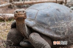 乌龟是动物吗,乌龟是动物吗