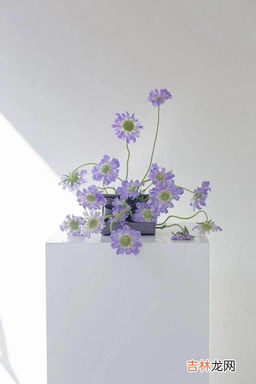 鲜花如何保鲜更长时间,鲜花怎么样保存可以保鲜久一点?