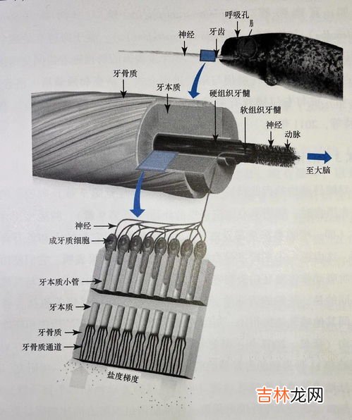 海水盐度一般是多少,海水的含盐度是多少？