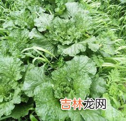 百香果什么季节成熟,百香果什么时候成熟