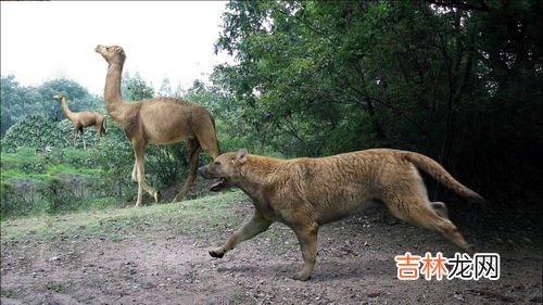 最大的犬科动物,体型最大的猫科动物和体型最大的犬科动物分别是什么?