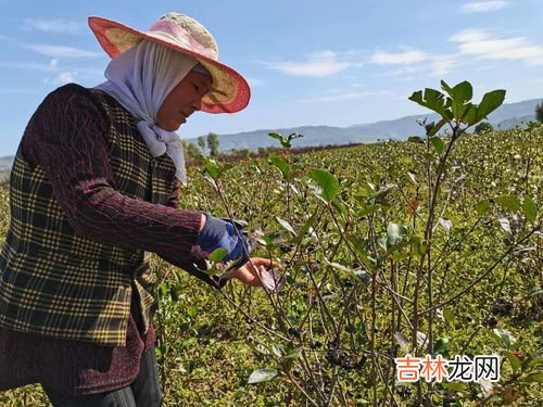 黑果花楸怎么食用,黑果花楸能和枸杞一起泡酒吗？