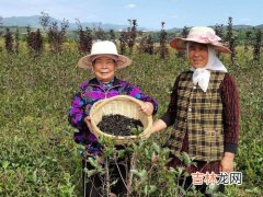 黑果花楸怎么食用,黑果花楸能和枸杞一起泡酒吗？