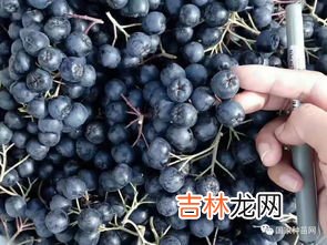 黑果花楸怎么食用,黑果花楸能和枸杞一起泡酒吗？