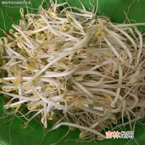 豆芽怎么发芽,豆芽发芽的过程
